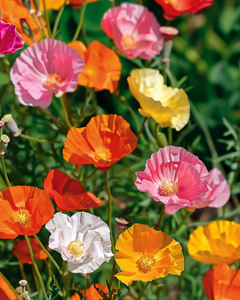 Eschscholzia californica frön – ettårig med blandade dubbla blommor