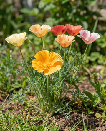 Mixed Double Flowering (Eschscholzia californica) – ettåriga blomsterfrön från SeedsChoice