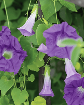 Asarinafrön Asarina Scandens violett ettårig klätterväxt