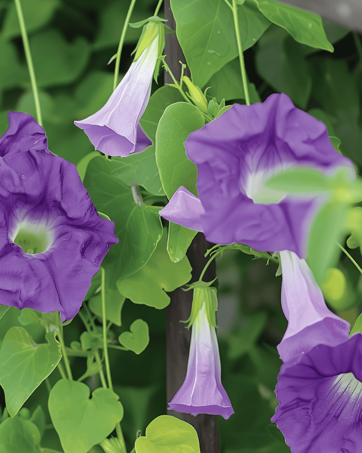 Klätterviolblomma frön (Asarina scandens) – ettårig klätterväxt