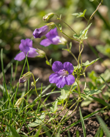 Klätterviolblomma (Asarina scandens) – frön för ettårig klätterväxt från SeedsChoice