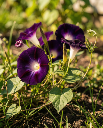 Knowlians Black Climber Dark Purple (Ipomoea purpurea) – ettårig klätterväxtfrön från SeedsChoice