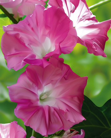 Klätterväxt Double Rose – rosa (Ipomoea tricolor) – frön till ettårig klätterväxt