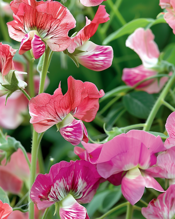 Luktärt Unwin's Striped Climber frön (Lathyrus odoratus) – ettårig klätterväxt