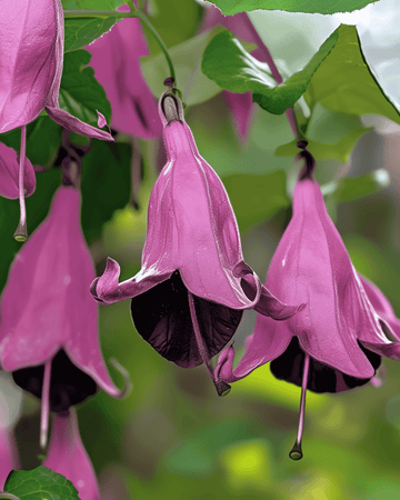 Frön till purpurklockranka (Rhodochiton atrosanguineum) – flerårig klätterväxt