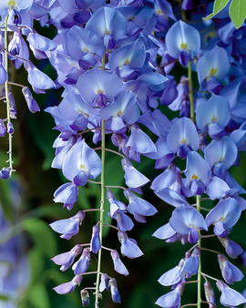 Blåregnsfrön Wisteria Sinensis flerårig klätterväxt blå blommor