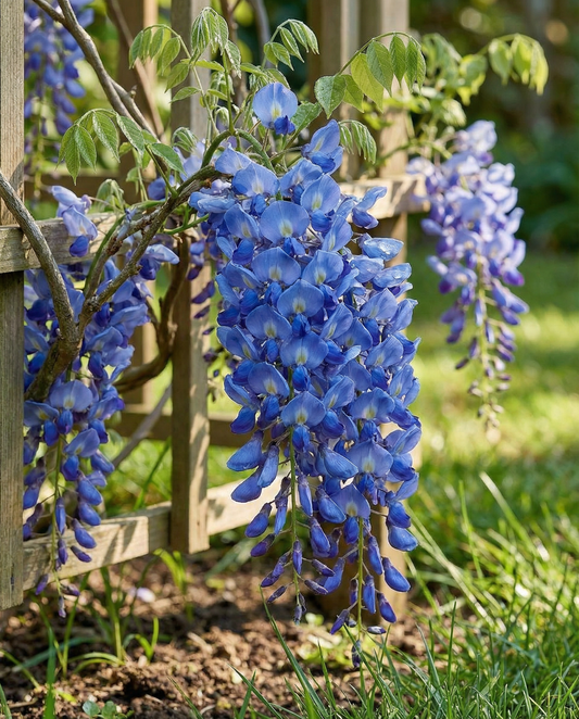 Blåregn Climber Blue (Wisteria sinensis) – frön för flerårig klängväxt från SeedsChoice