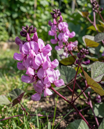 Hyacintböna klätterväxt lila rosa (Dolichos lablab) – frön för ettårig klätterväxt från SeedsChoice
