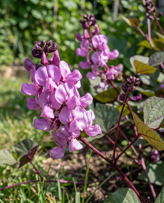 Hyacintböna klätterväxt lila rosa (Dolichos lablab) – frön för ettårig klätterväxt från SeedsChoice