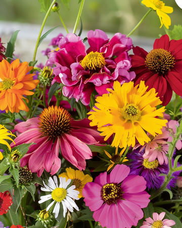 Sommarblommor Endless Summer Mix Colourful Bouquets frön – ettårig blomma