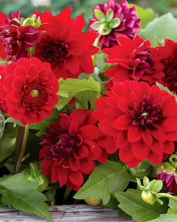 Sommarblommor Vintage Red mix bukettkollektion frön – ettårig blomma