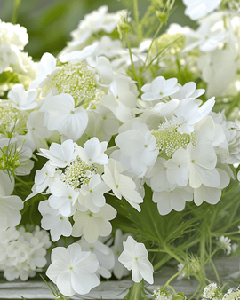 Sommarblommor Sweet White frön ettårig blomstermix vita blommor