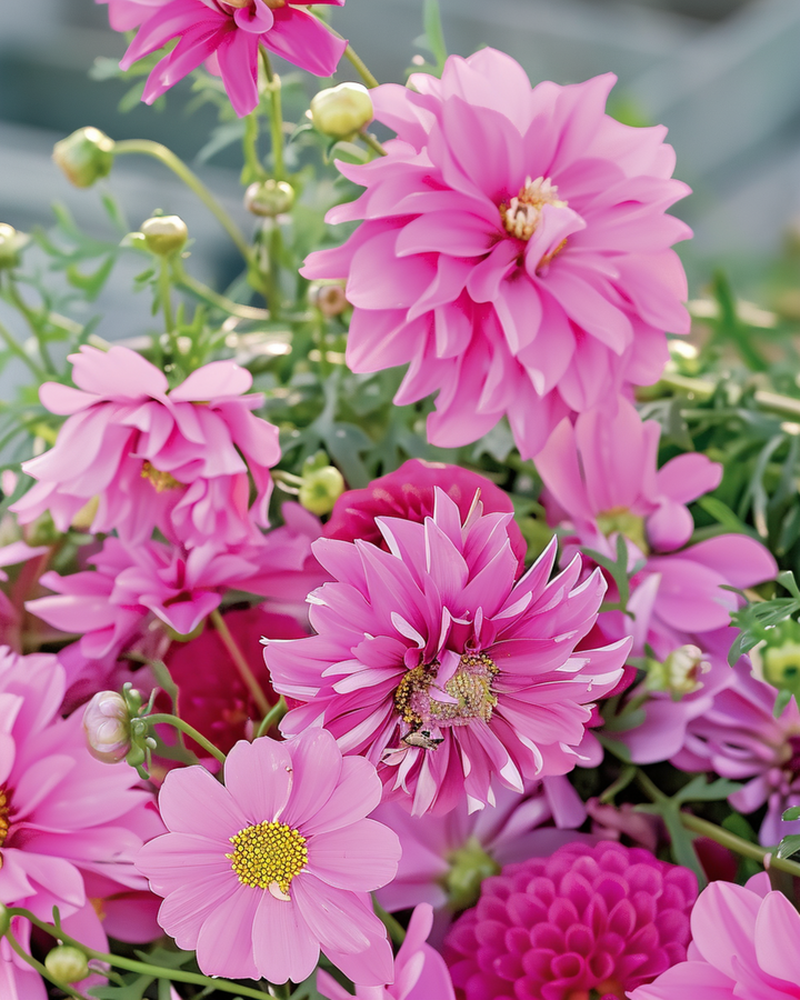 Sommarblommor Pretty Pink Mix frön – ettårig blomma