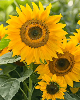 Solrosfrön Sunlit Helianthus annuus ettårig bukettmix 75 cm