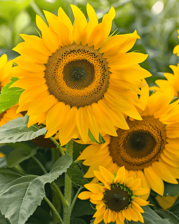 Solrosfrön Sunlit Bouquet Mix 75 cm (Helianthus annuus) – ettårig blomma