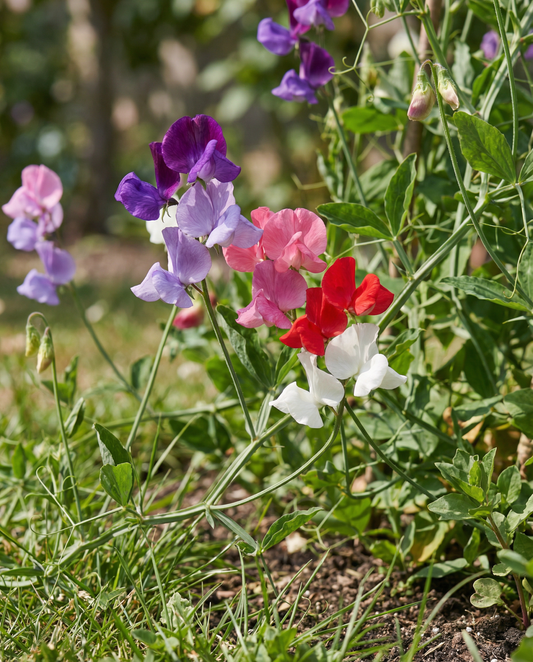 Luktärt Royal Family Mix (Lathyrus odoratus) – frön för ettårig blomma från SeedsChoice