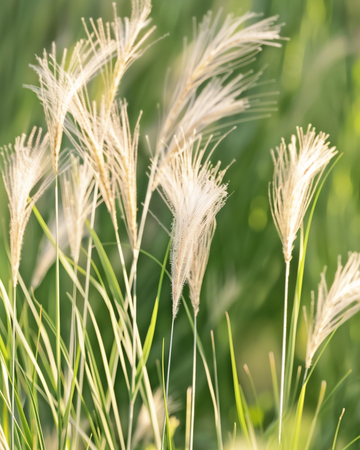 Mexikanskt fjädergräs frön (Stipa tenuissima) – perennt gräs