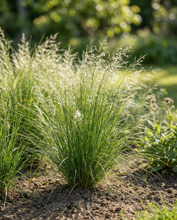 Mexikanskt fjädergräs (Stipa tenuissima) – perennt gräs, frön från SeedsChoice