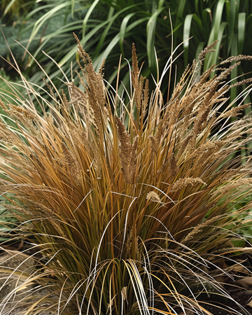 Läderbladsstarr Bronco Grass frön (Carex comans) – flerårigtgräs