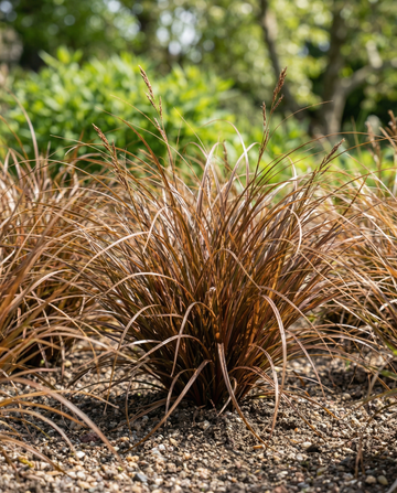 Läderbladsstarr Bronco Grass (Carex comans) – fleråriga gräsfrön från SeedsChoice