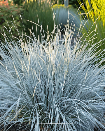 Blå svingel Festina frön (Festuca glauca) – flerårig gräs