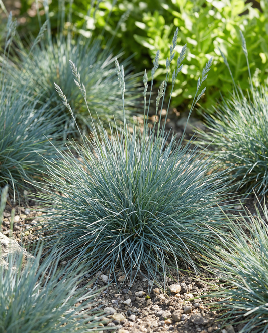 Blå svingel Festina (Festuca glauca) – fleråriga gräsfrön från SeedsChoice