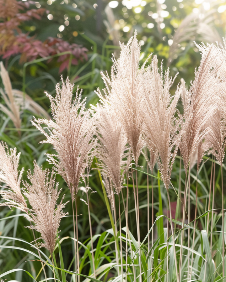 Kinesiskt silverrör prydnadsgräs frön (Miscanthus sinensis) – flerårig gräsväxt