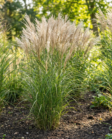 Kinesiskt silverrör prydnadsgräs (Miscanthus sinensis) – fleråriga gräsfrön från SeedsChoice