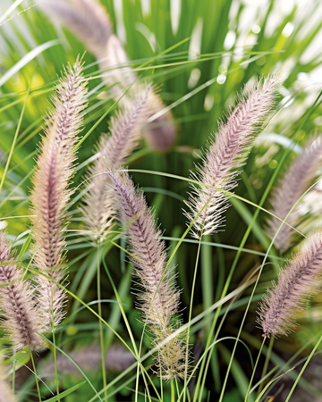 Fontängräsfrön (Pennisetum alopecuroides) – perennt prydnadsgräs