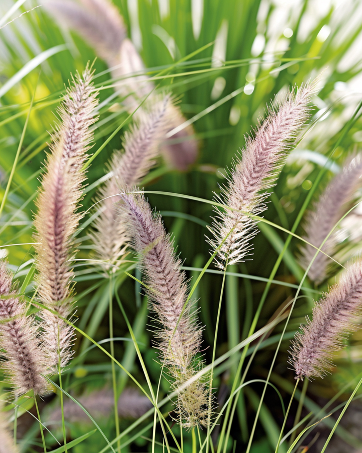 Fontängräsfrön (Pennisetum alopecuroides) – perennt prydnadsgräs