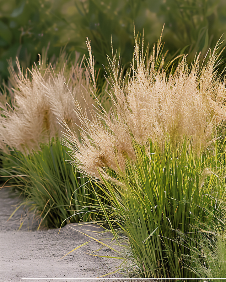 Präriedroppsädesgräsfrön (Sporobolus heterolepis) – perennt gräs