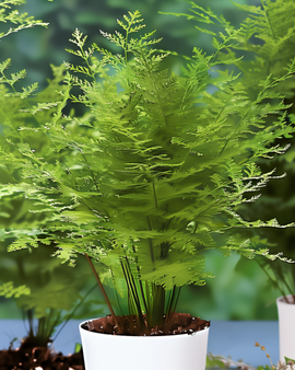 Lace Fern frön Asparagus setaceus flerårig inomhusväxt