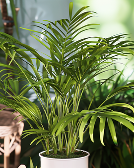 Neanthe Bella Palm-frön Chamaedorea elegans flerårig