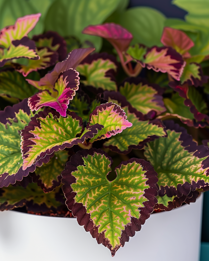 Rainbow-frön (Coleus blumei) – flerårig blandning