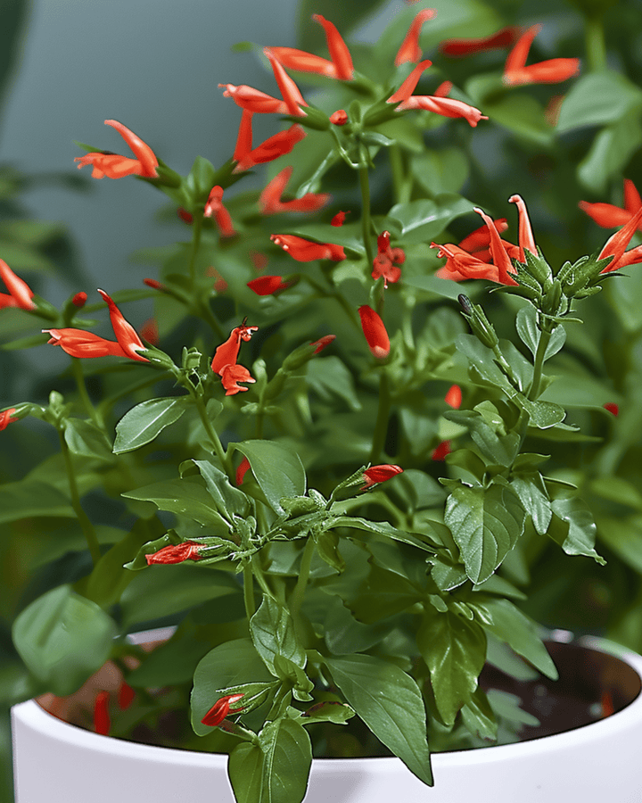 Cigar Plant inomhusblommande frön (Cuphea ignea) – flerårig krukväxt