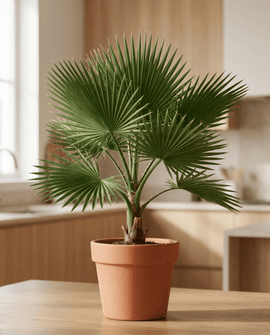 California Desert Fan Palm-frön Washingtonia Filifera flerårig