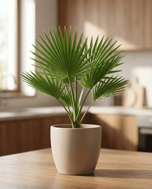 California Desert Fan Palm (Washingtonia filifera) – fleråriga frön från SeedsChoice
