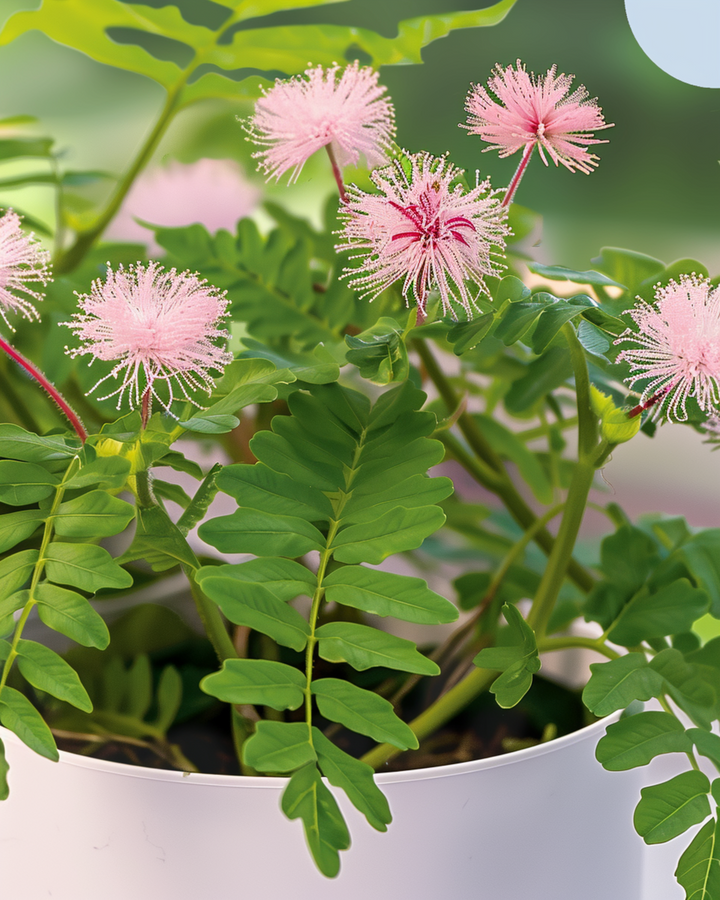 Sensitive Plant Indoor-frön (Mimosa pudica) – flerårig krukväxt
