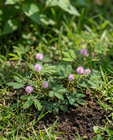 Sensitive Plant Indoor (Mimosa pudica) – frön för flerårig krukväxt från SeedsChoice