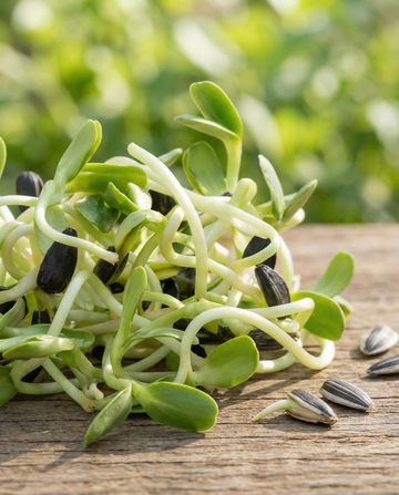 Solros för groddning (Helianthus annuus) – ekologiska ettåriga groddfrön från SeedsChoice