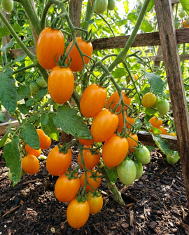 Körsbärstomat Dolly F1 frön Solanum lycopersicum ettårig