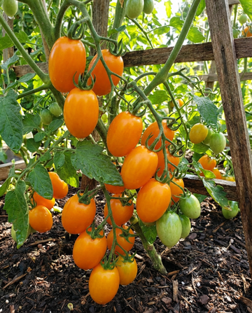 Körsbärstomat Dolly F1 frön (Solanum lycopersicum) – ettårig grönsak