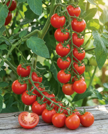 Körsbärstomat Gardener's Delight (Solanum lycopersicum) – ettåriga grönsaksfrön från SeedsChoice