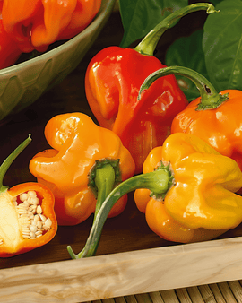 Habanero Pepper frön Capsicum chinense ettårig blandning