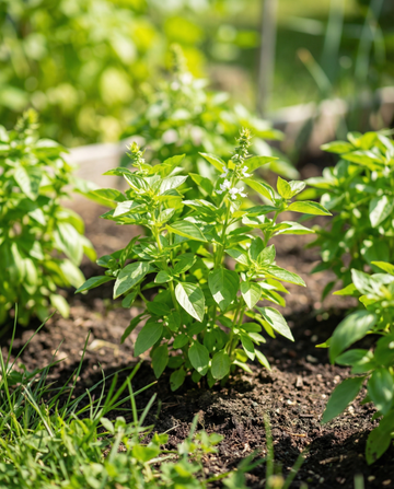 Citronbasilika Microgreens (Ocimum basilicum) – microgreensfrön från SeedsChoice
