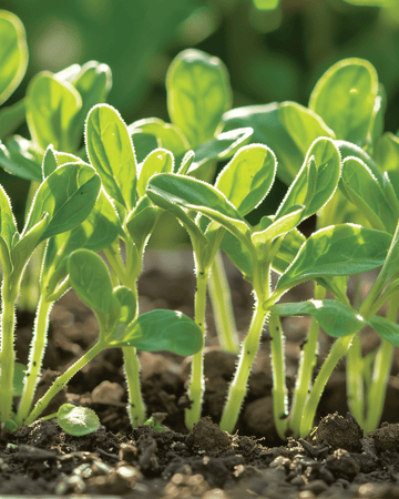 Mikrogröntfrön av gurkört (Borago officinalis) – ettårigt mikrogrönt