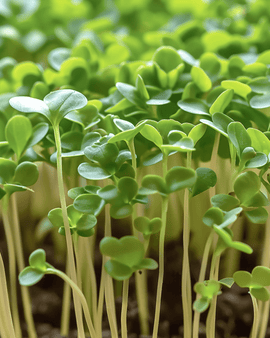 Krassefrön mikrogreens Lepidium Sativum ettårig