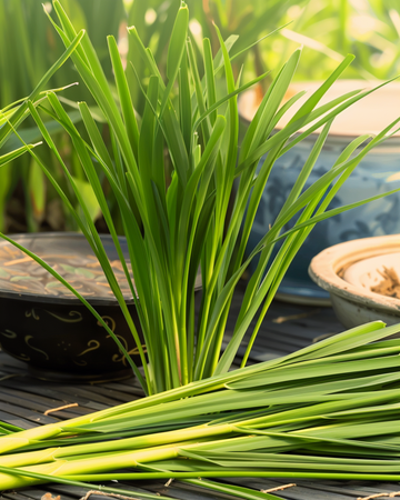 Citrongräsfrön Malabar (Cymbopogon flexuosus) – ettårig ört