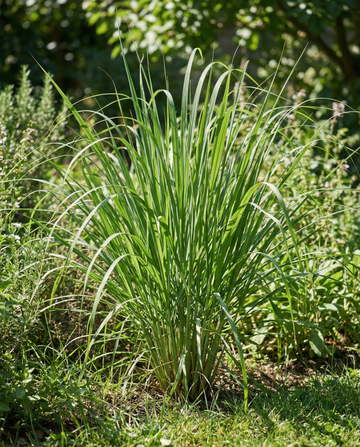 Citrongräs Malabar (Cymbopogon flexuosus) – ettåriga örtfrön från SeedsChoice