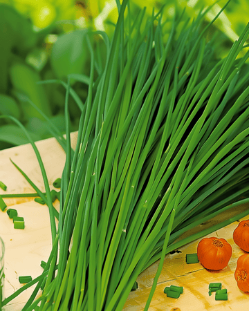Kinesiskt gräslöksfrön (Allium tuberosum) – flerårig ört
